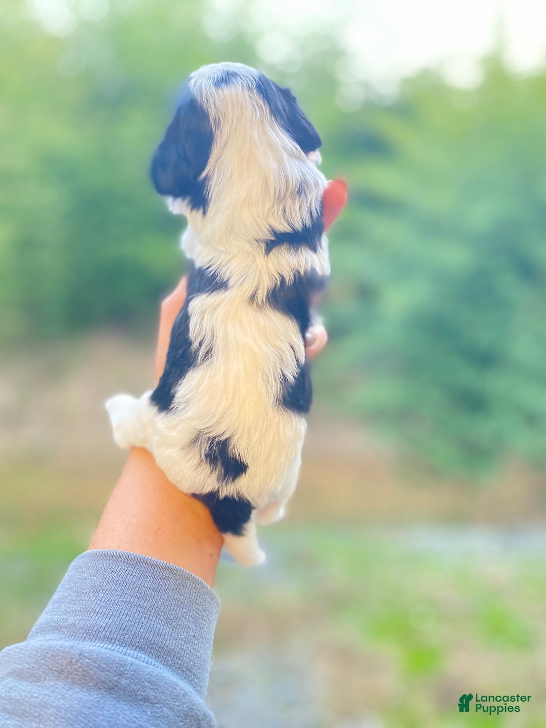 Cavapoo dogs for sale: Cavapoo Puppy 1 - Ad 5