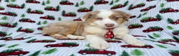 Miniature Australian Shepherd dogs for sale: Onyx - Ad 6