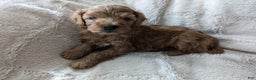 Mini Goldendoodle dogs for sale: Mini Goldendoodle Puppy 1 - Ad 3