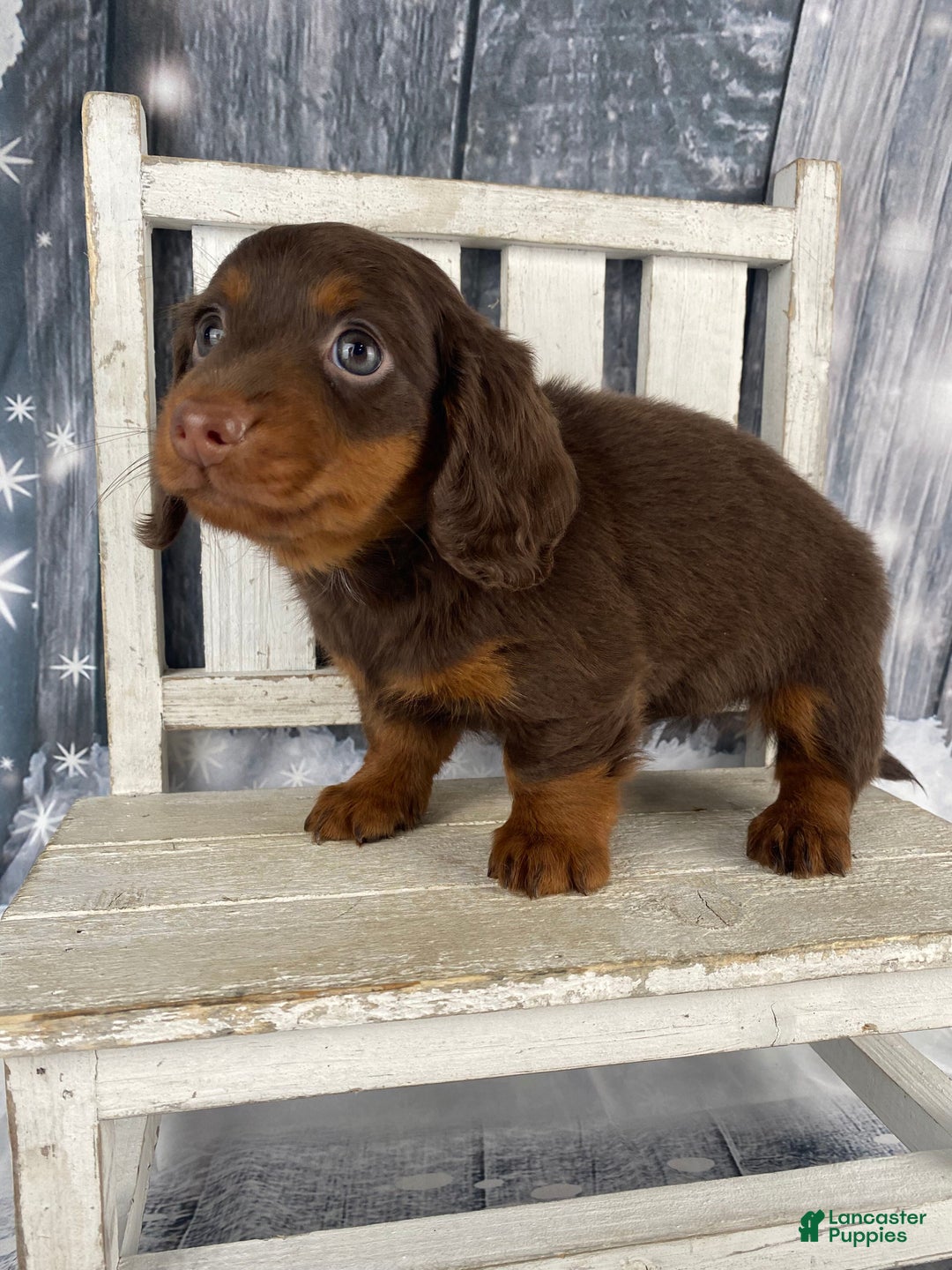 Miniature Dachshund dogs for sale: Phoebe - Ad 6
