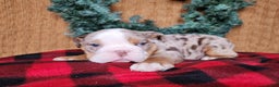 English Bulldog dogs for sale: Fletch - Ad 3