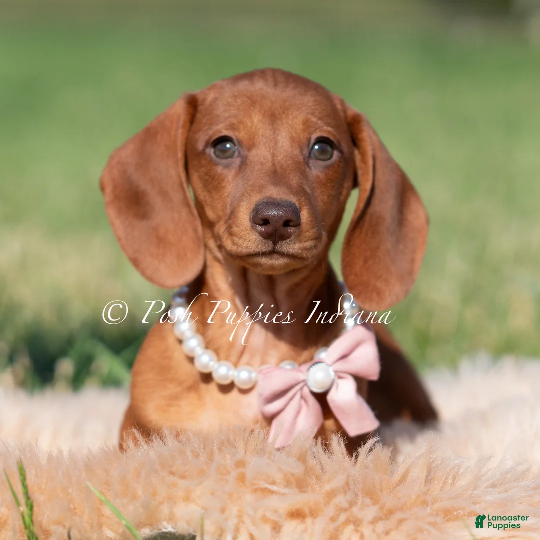 Miniature Dachshund dogs for sale: Moxie AKC - Ad 1