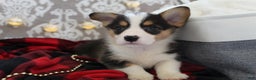 Welsh Corgi Pembroke dogs for sale: Jingles - Ad 9