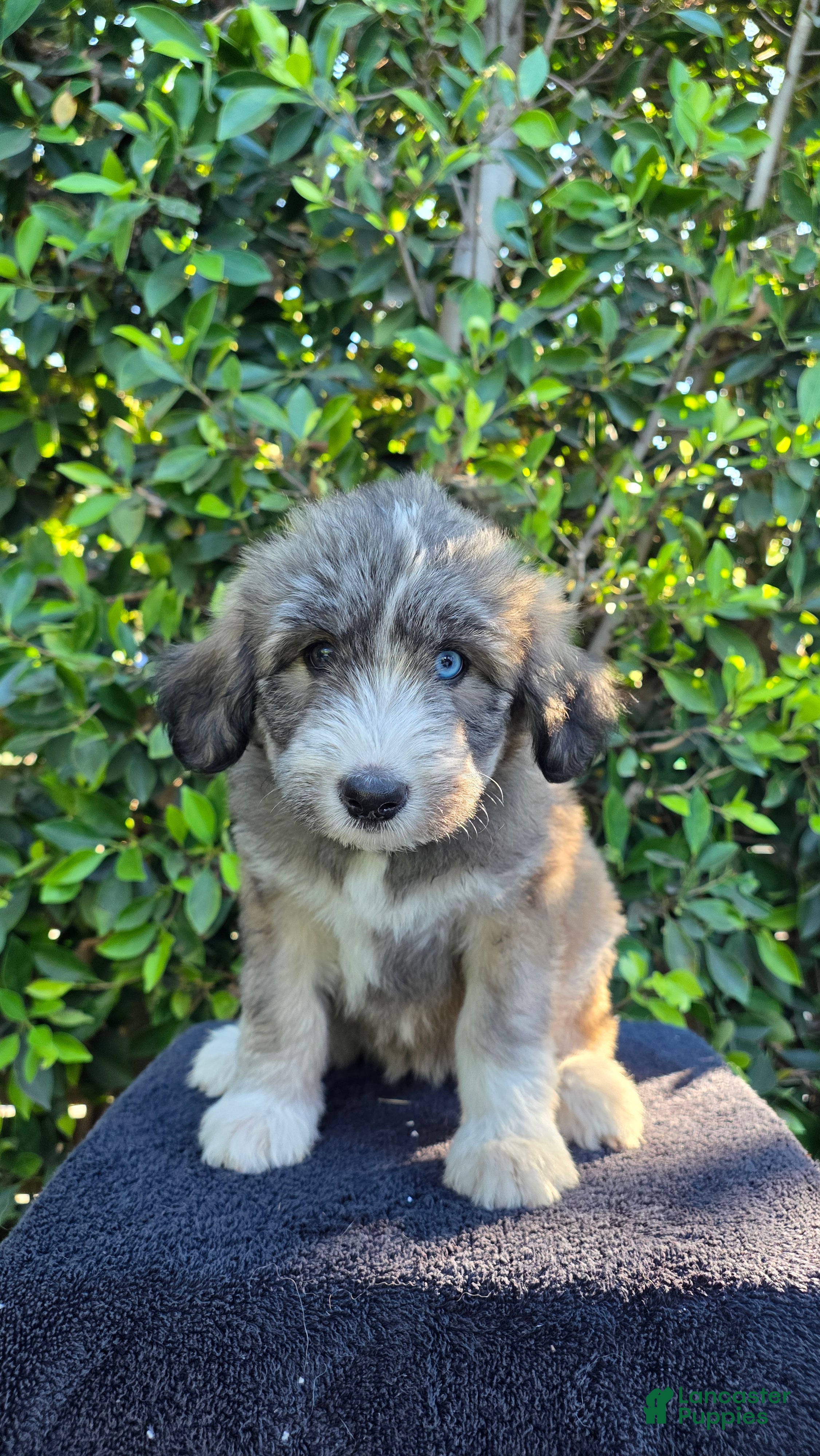 Mixed Breed dogs for sale: Yellow - Ad 4