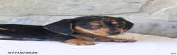 Miniature Dachshund dogs for sale: Violet - Ad 3