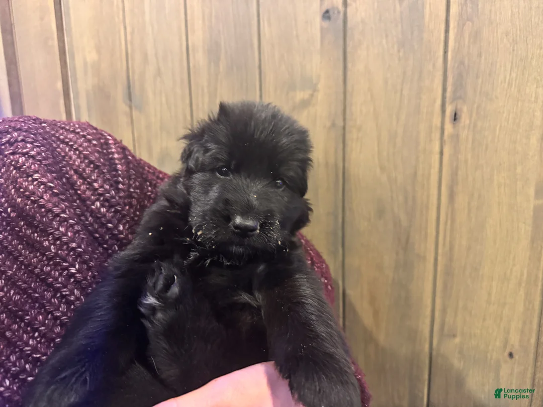 German Shepherd dogs for sale: Bochelli - Ad 2