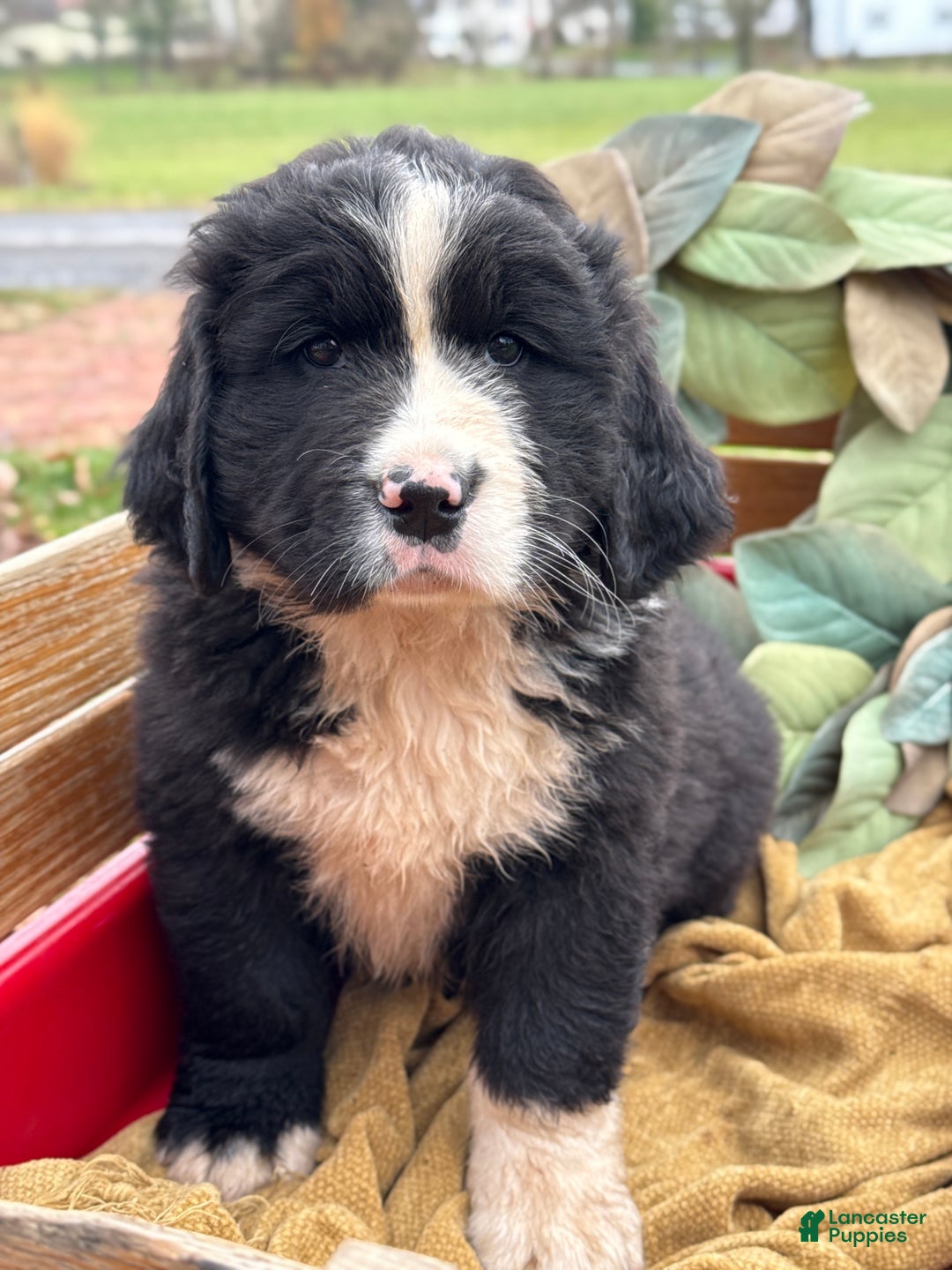 Mixed Breed dogs for sale: Wellington - Ad 1