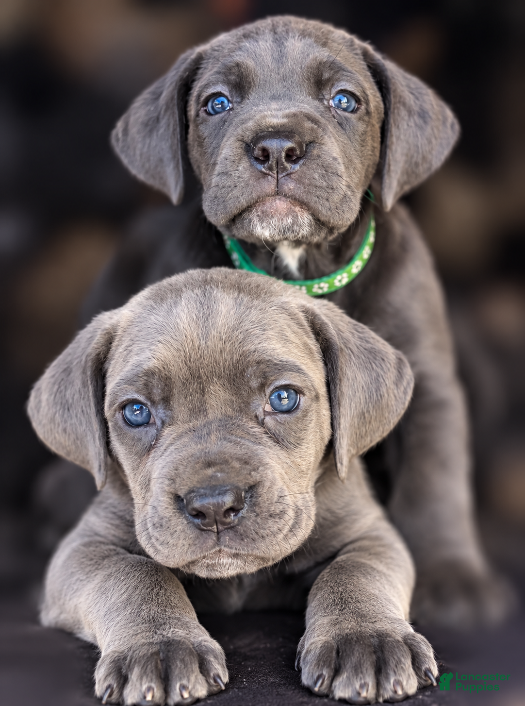 Cane Corso dogs for sale: Jade - Ad 2