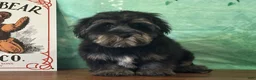 Yochon dogs for sale: Stormy - Ad 3