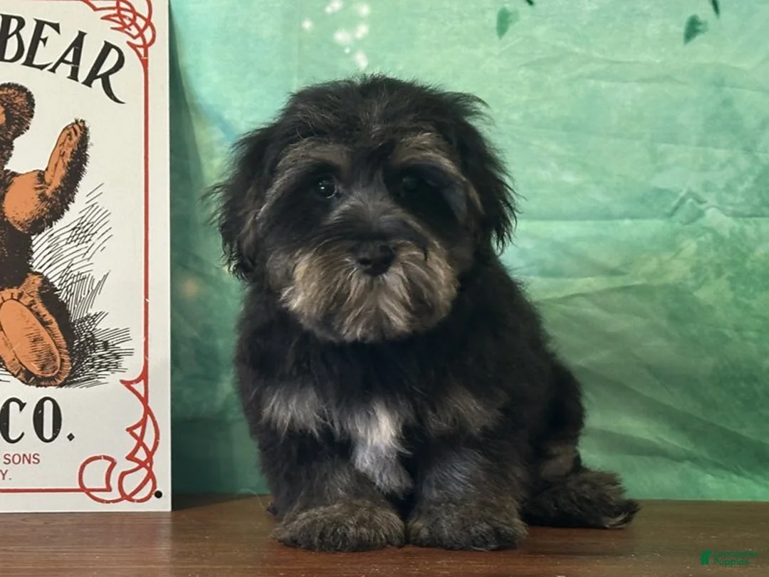 Yochon dogs for sale: Stormy - Ad 3