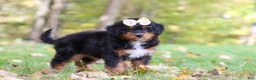 Mini Bernedoodle dogs for sale: Dolly - Ad 6