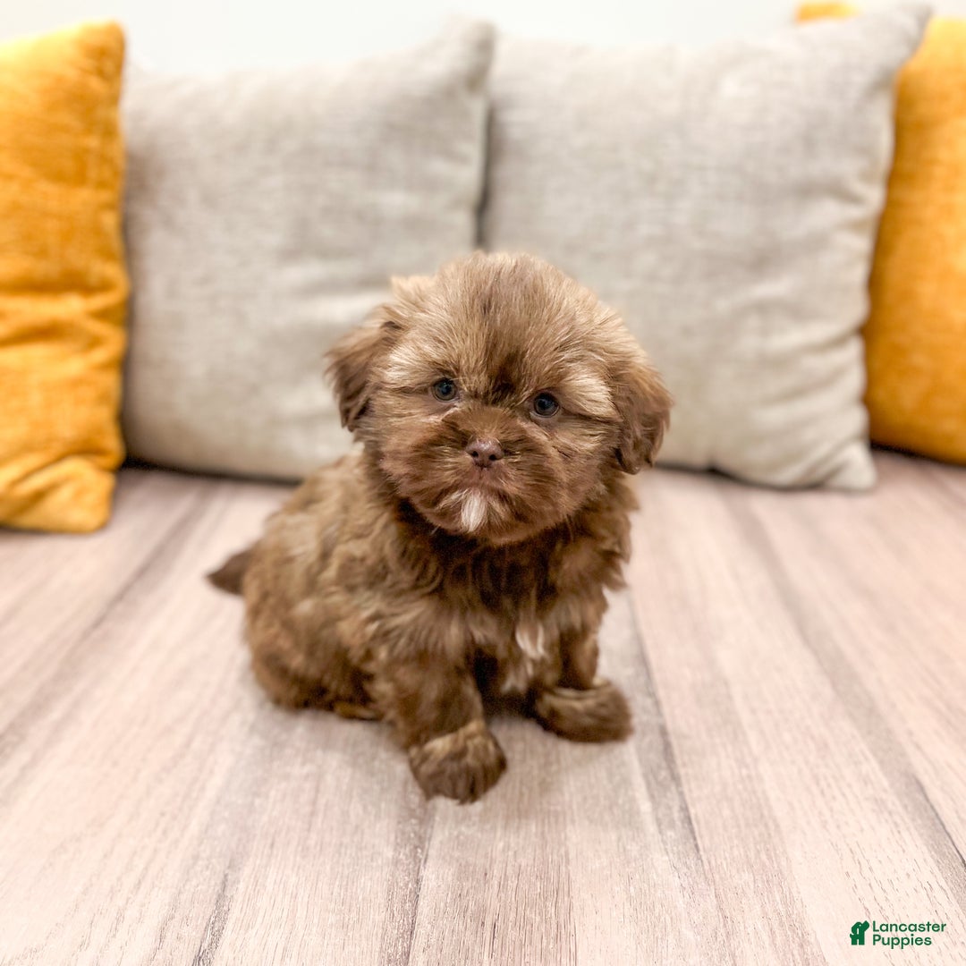 Shih Tzu dogs for sale: Skye - Ad 2