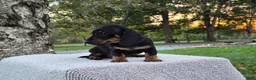 Miniature Dachshund dogs for sale: Peanut  - Ad 10