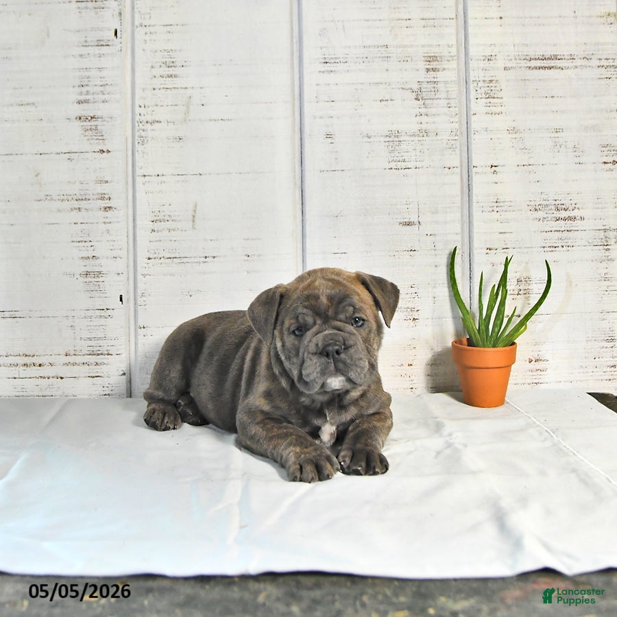 English Bulldog dogs for sale: Penny - Ad 4