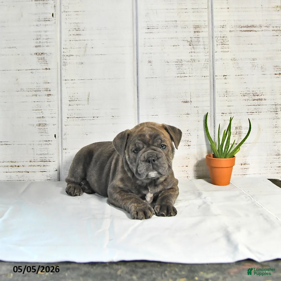 English Bulldog dogs for sale: Penny - Ad 1