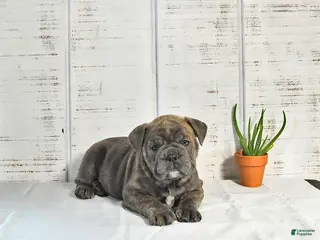 English Bulldog dogs for sale: Penny - Ad 4