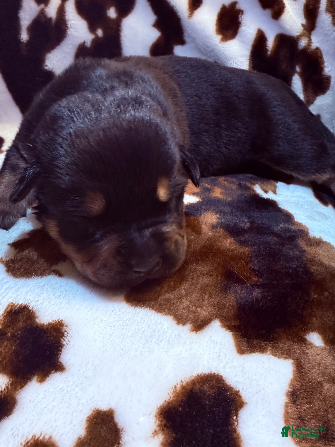 Mixed Breed dogs for sale: Churro - Ad 2