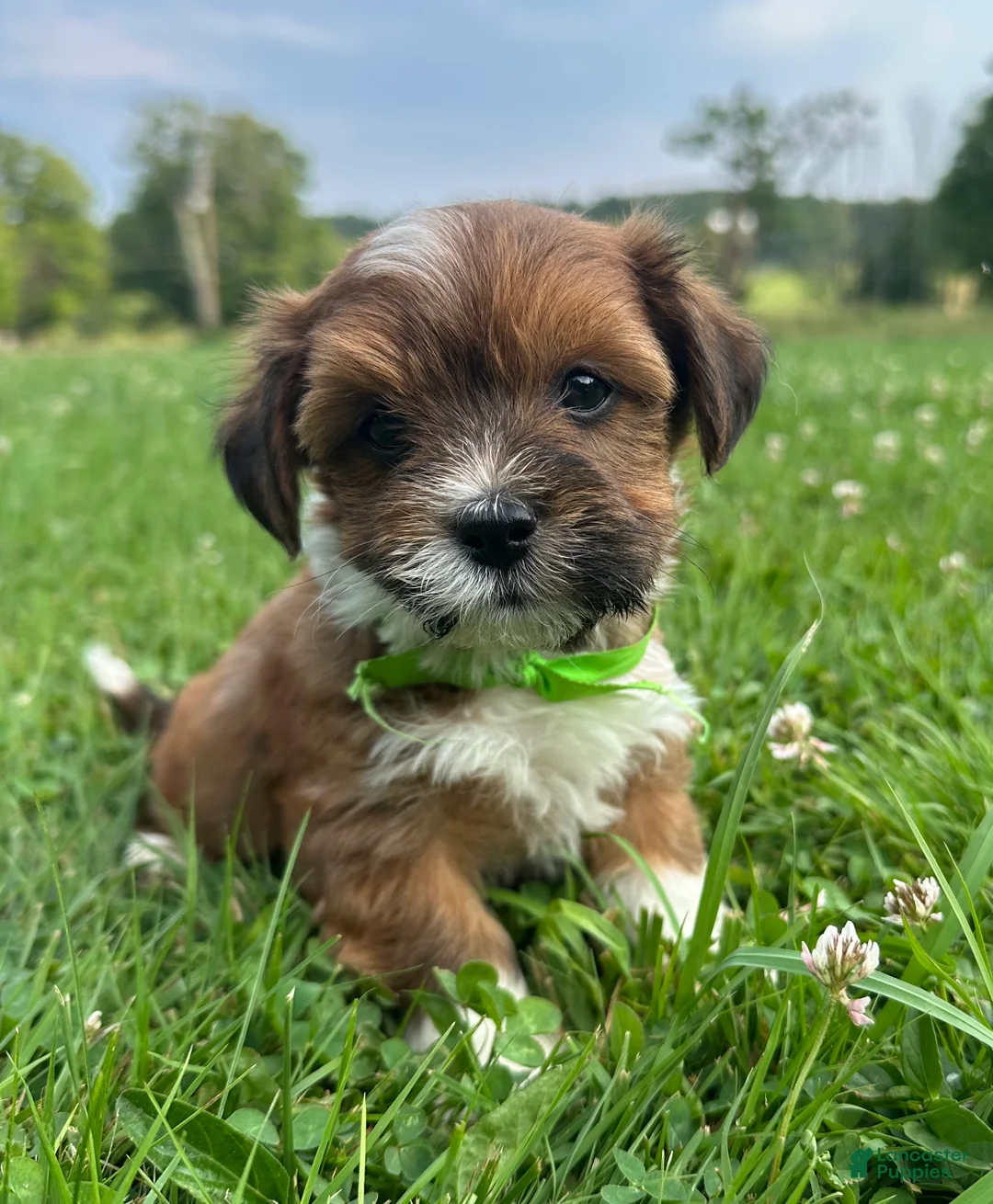 Havanese dogs for sale: Green  - Ad 1