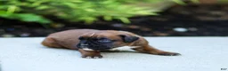 Boxer dogs for sale: Narissa Boxer  - Ad 1