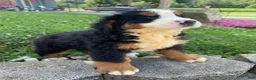 Bernese Mountain Dog dogs for sale: Ranger - Ad 9