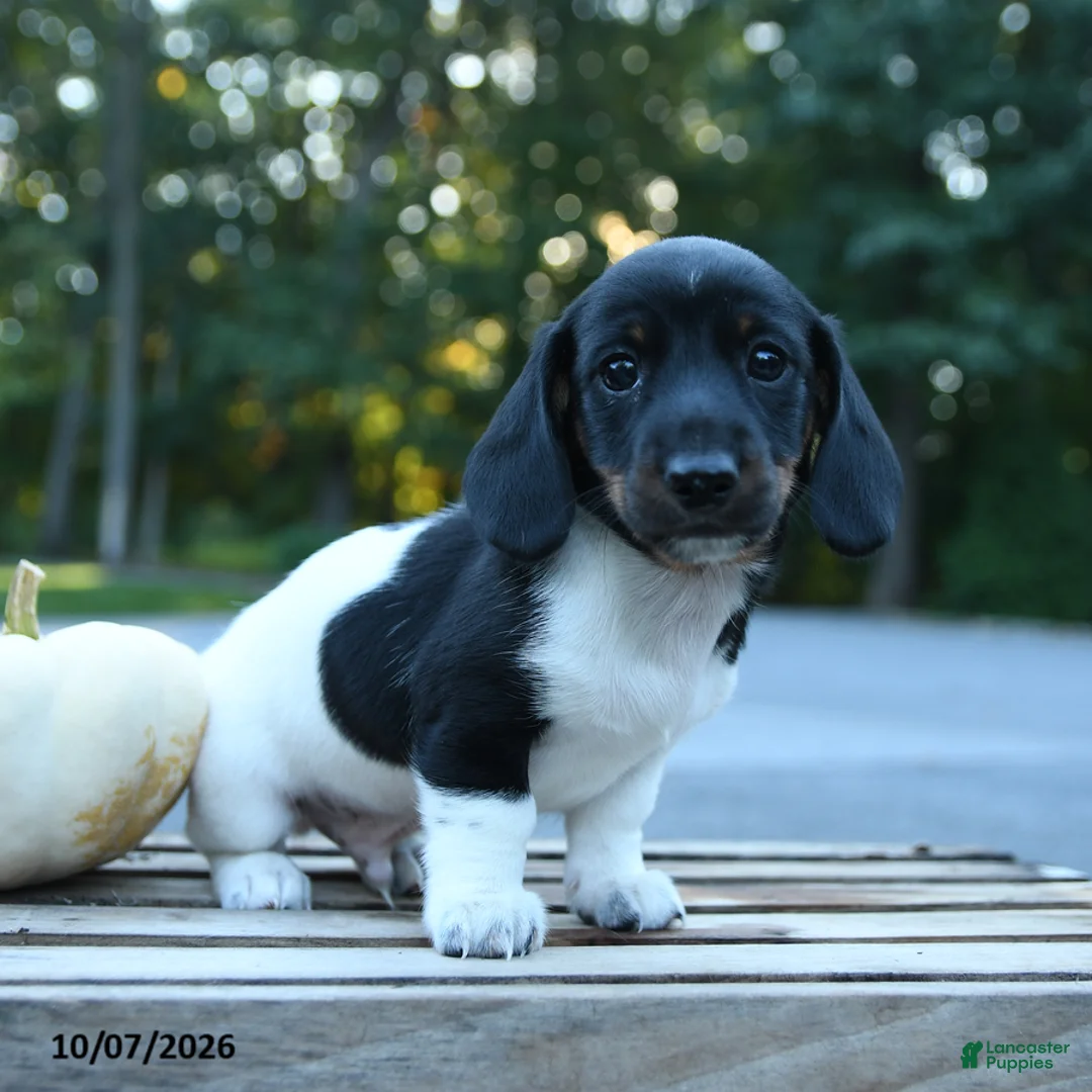 Miniature Dachshund dogs for sale: Louie - Ad 1