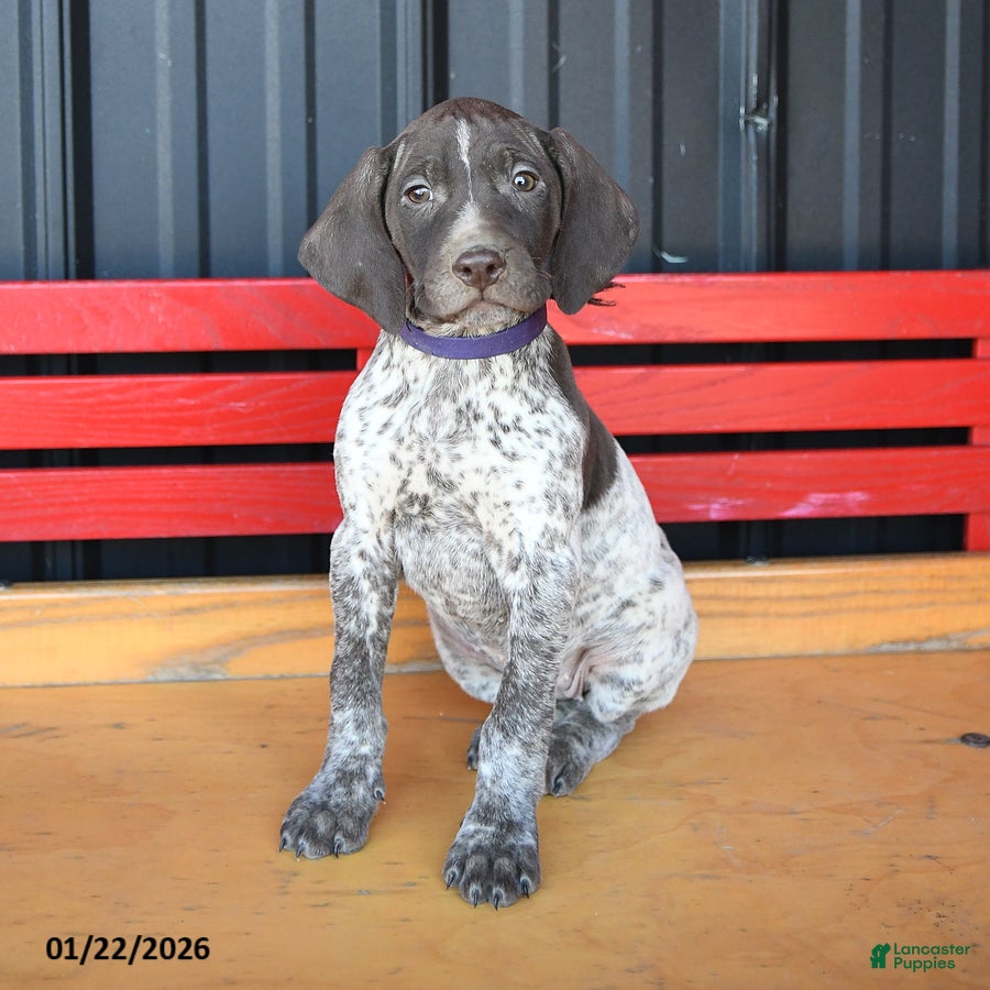 German Shorthaired Pointer dogs Harmony - Ad 2
