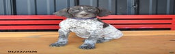 German Shorthaired Pointer dogs for sale: Harmony - Ad 2