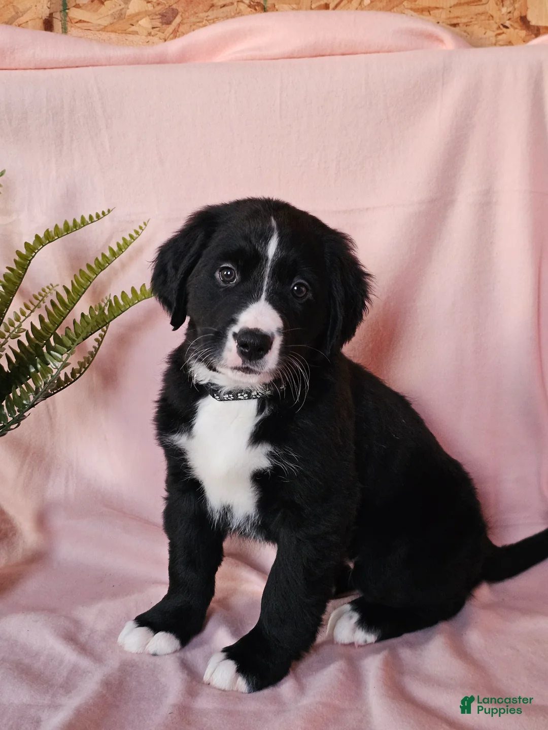 Mixed Breed dogs for sale: Lacey - Ad 1