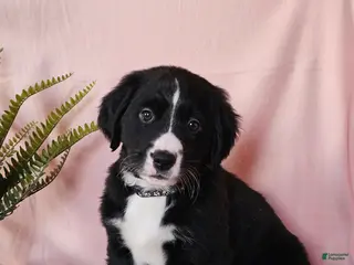 Mixed Breed dogs Lacey - Ad 7