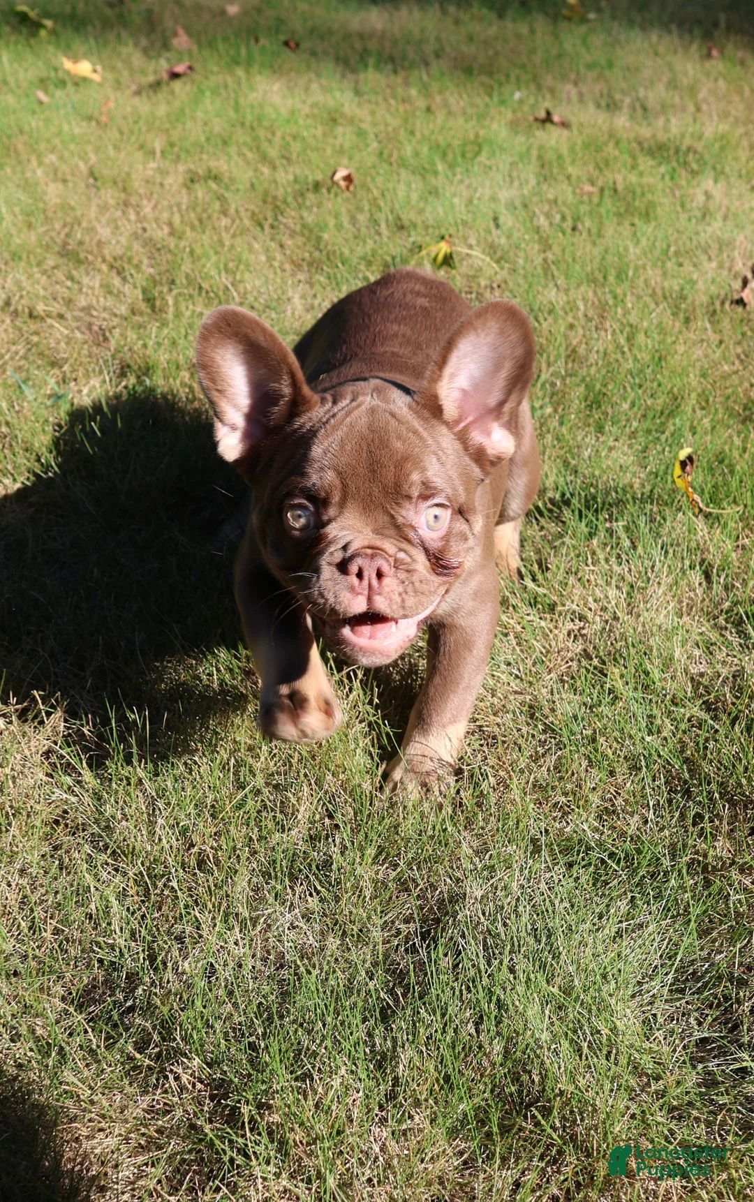 French Bulldog dogs for sale: Yogi Bear - Ad 2