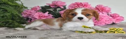 Cavalier King Charles Spaniel dogs for sale: Bouncer - Ad 5