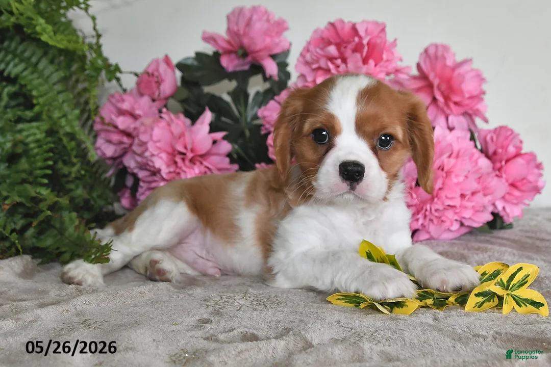 Cavalier King Charles Spaniel dogs for sale: Bouncer - Ad 5