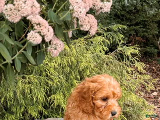 Cavapoo dogs Diego - Ad 32