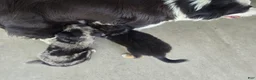 Border Collie dogs for sale: Rusty - Ad 7