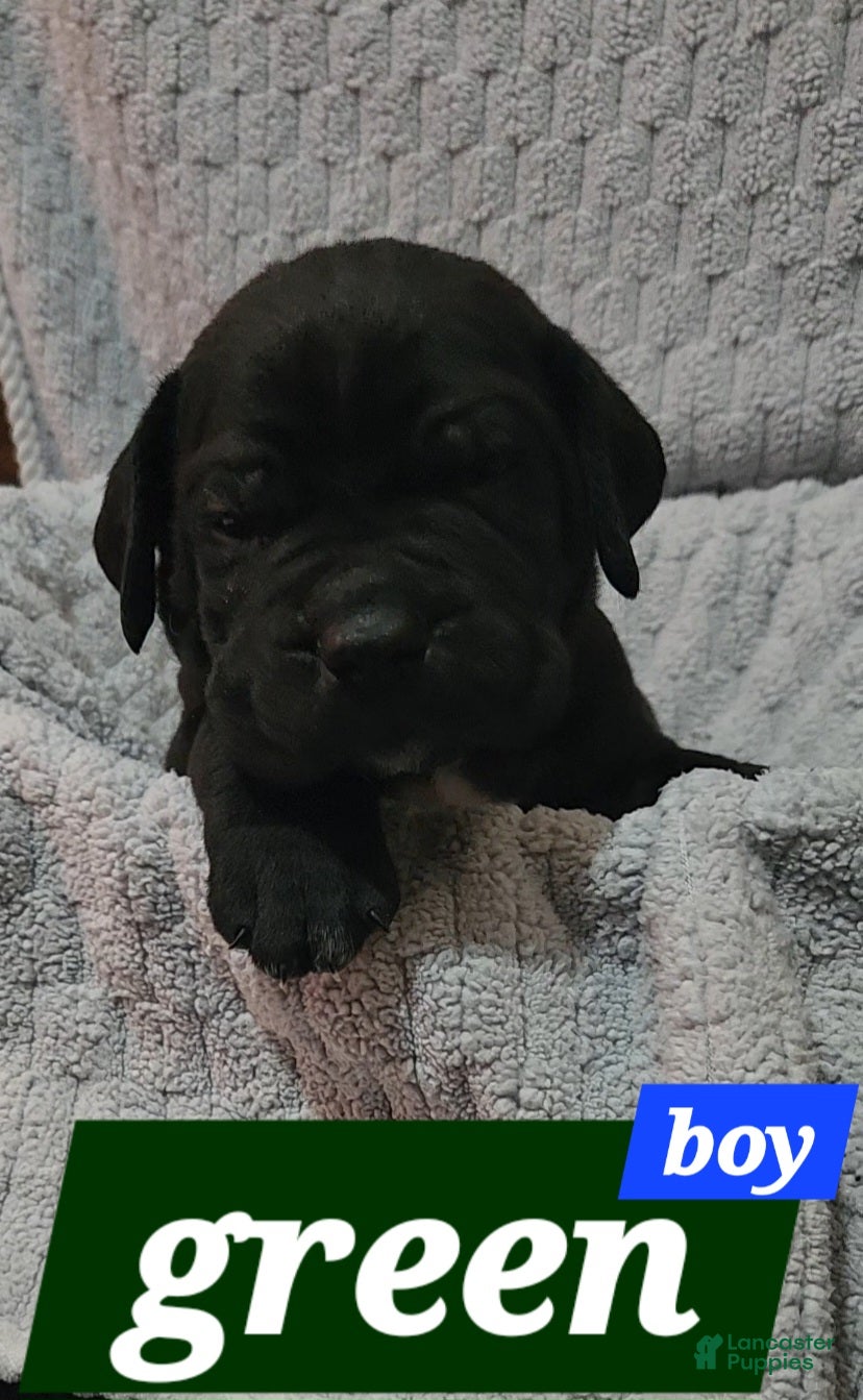 Cane Corso dogs Cane Corso Puppy 3 Leo - Ad 12