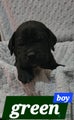 Cane Corso Puppy 3 Leo