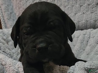 Cane Corso dogs Cane Corso Puppy 3 Leo - Ad 12