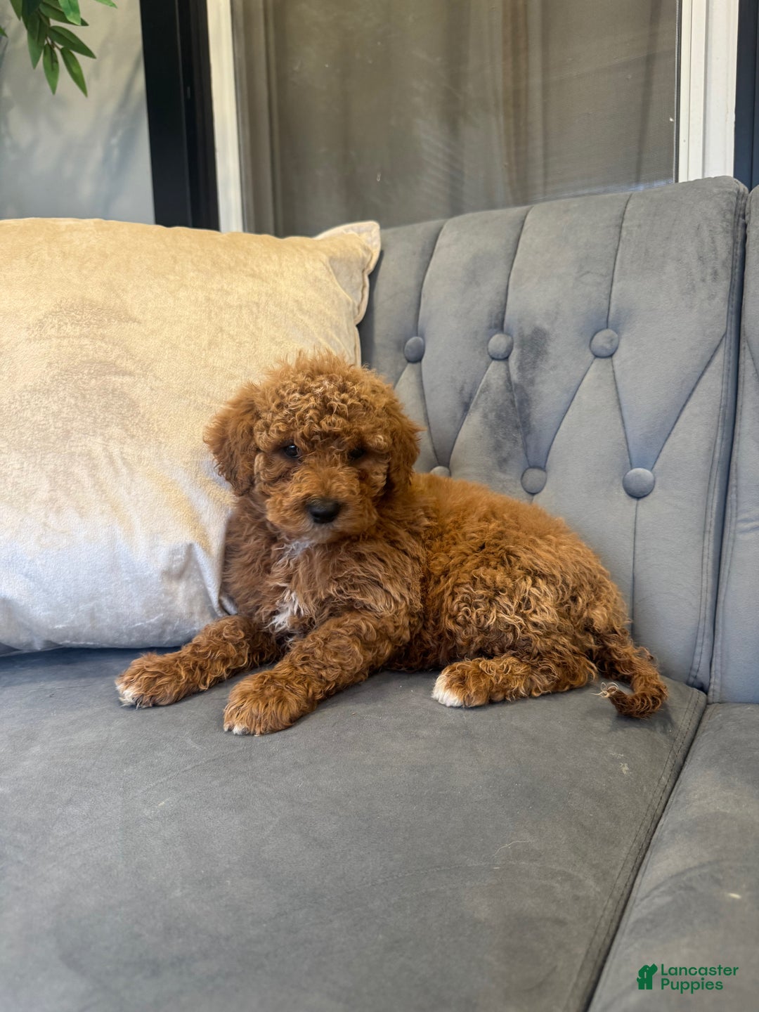 Mini Goldendoodle dogs for sale: Mini Goldendoodle Puppy 1 - Ad 2