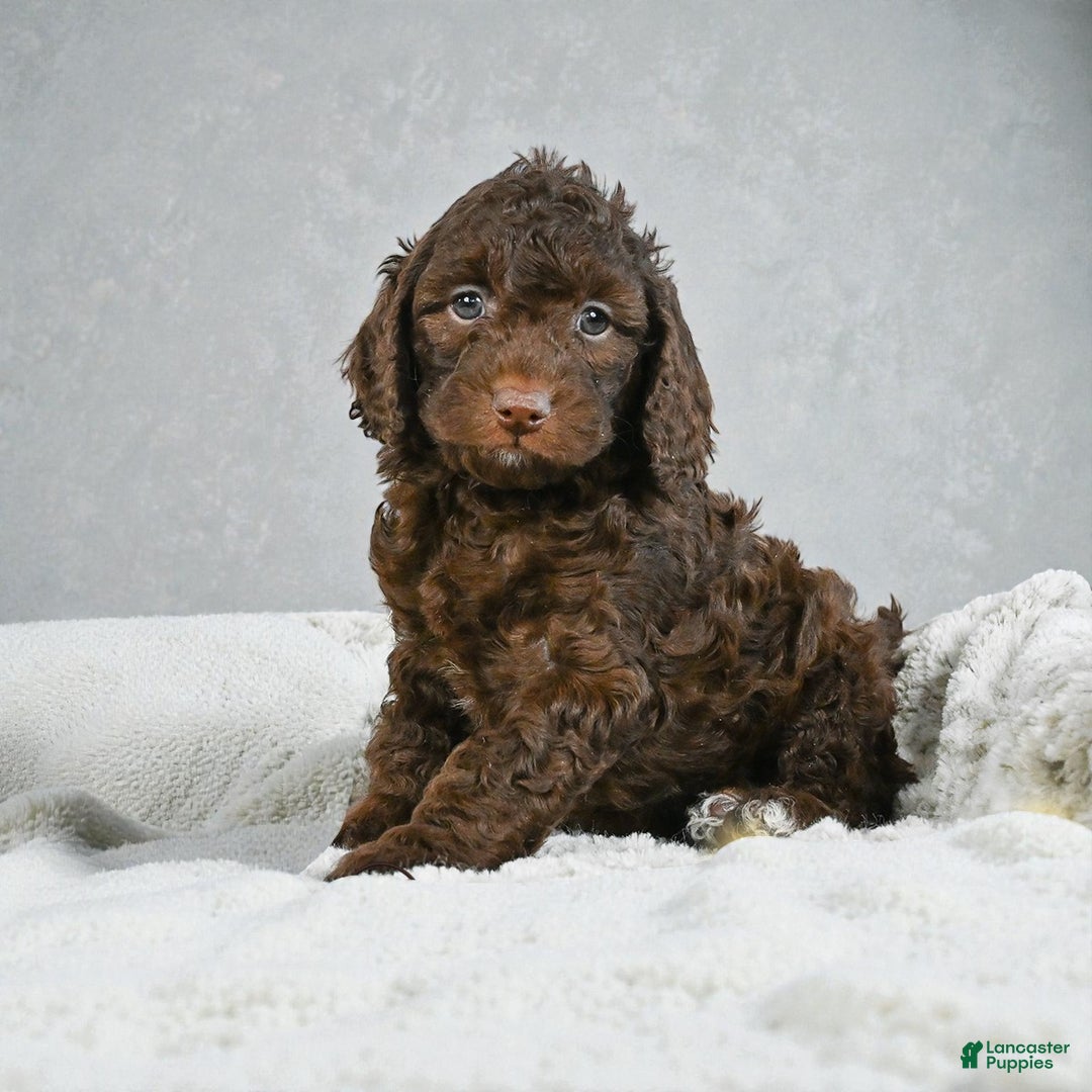 Cockapoo dogs for sale: chester - Ad 4
