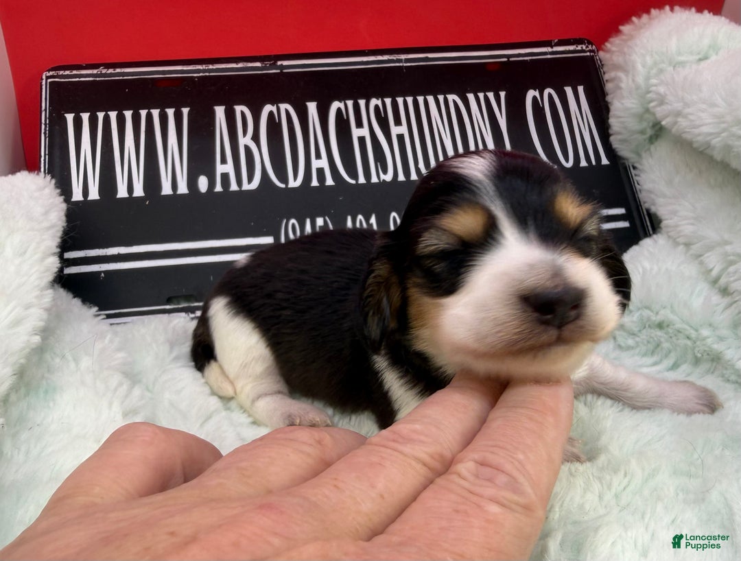 Miniature Dachshund dogs for sale: S.African/Russian Pie cream points - Ad 4