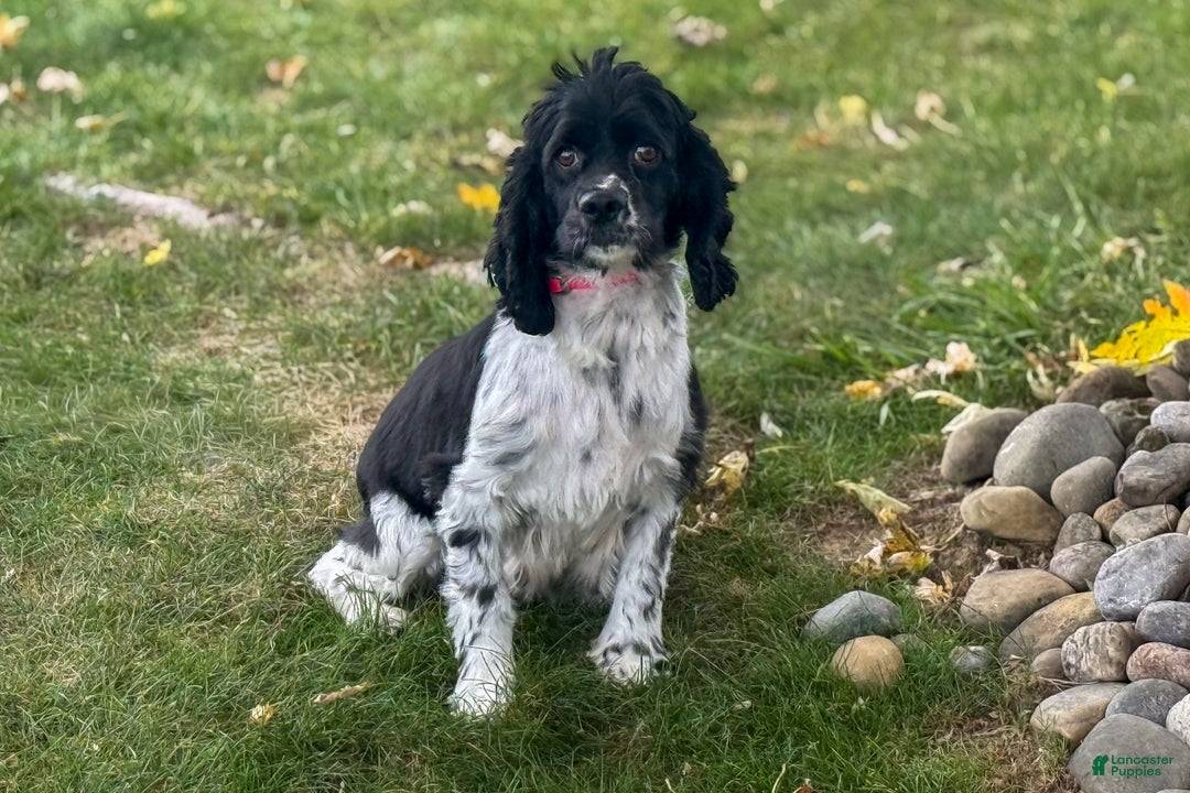 Cocker Spaniel dogs for sale: Duke - Ad 4