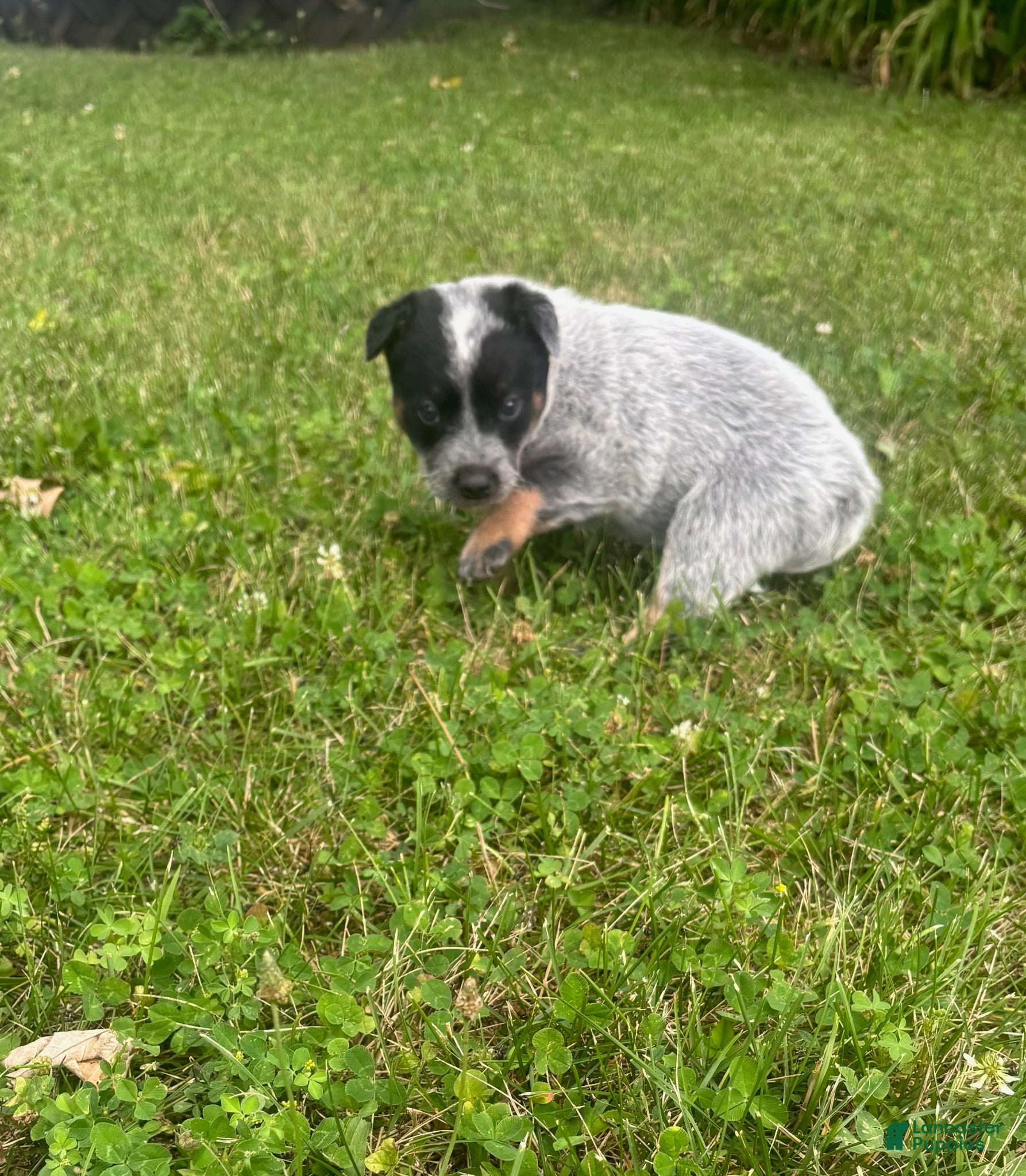 Australian Cattle Dog dogs Daisy - Ad 1