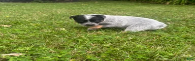 Daisy