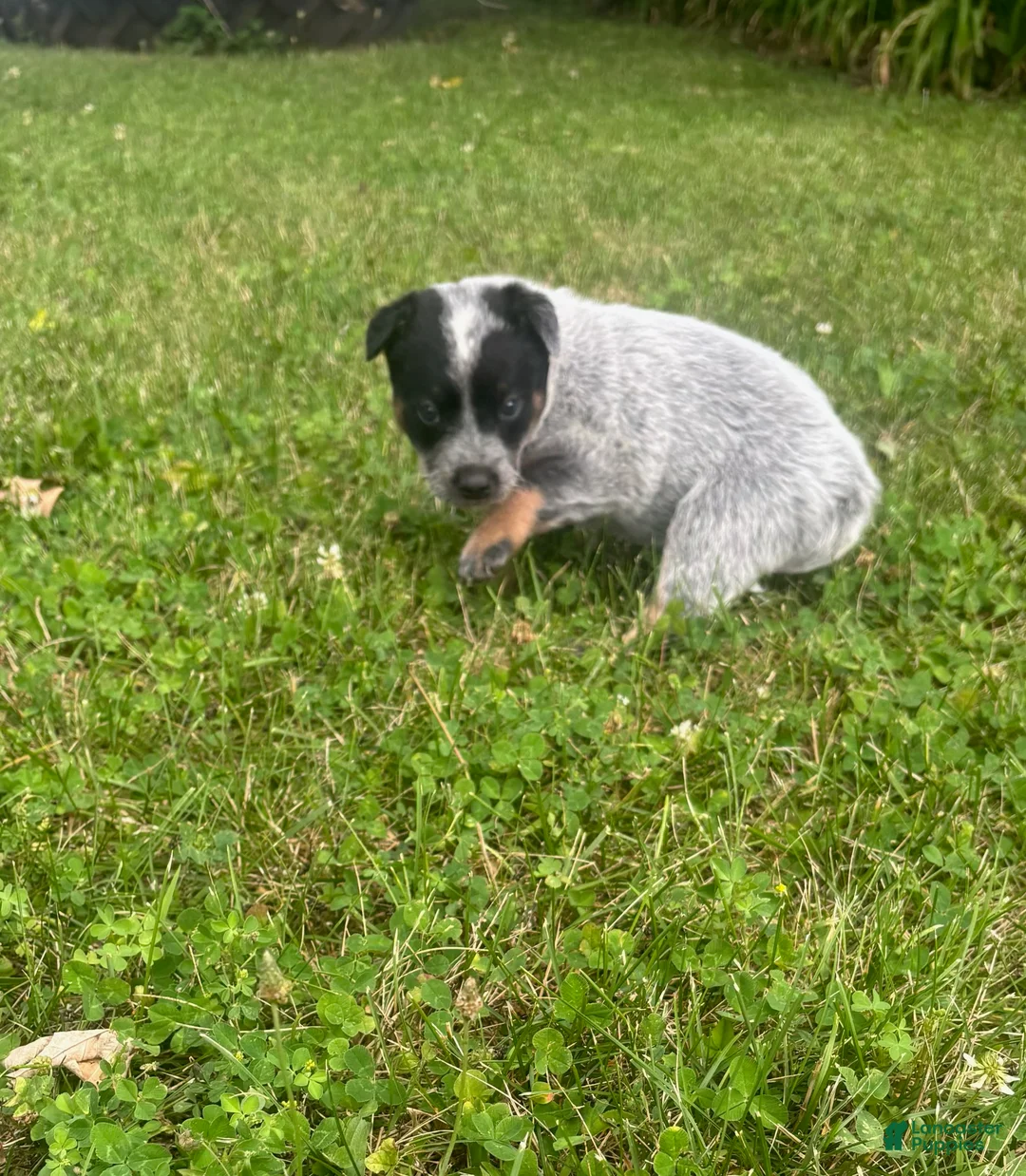 Australian Cattle Dog dogs for sale: Daisy - Ad 1