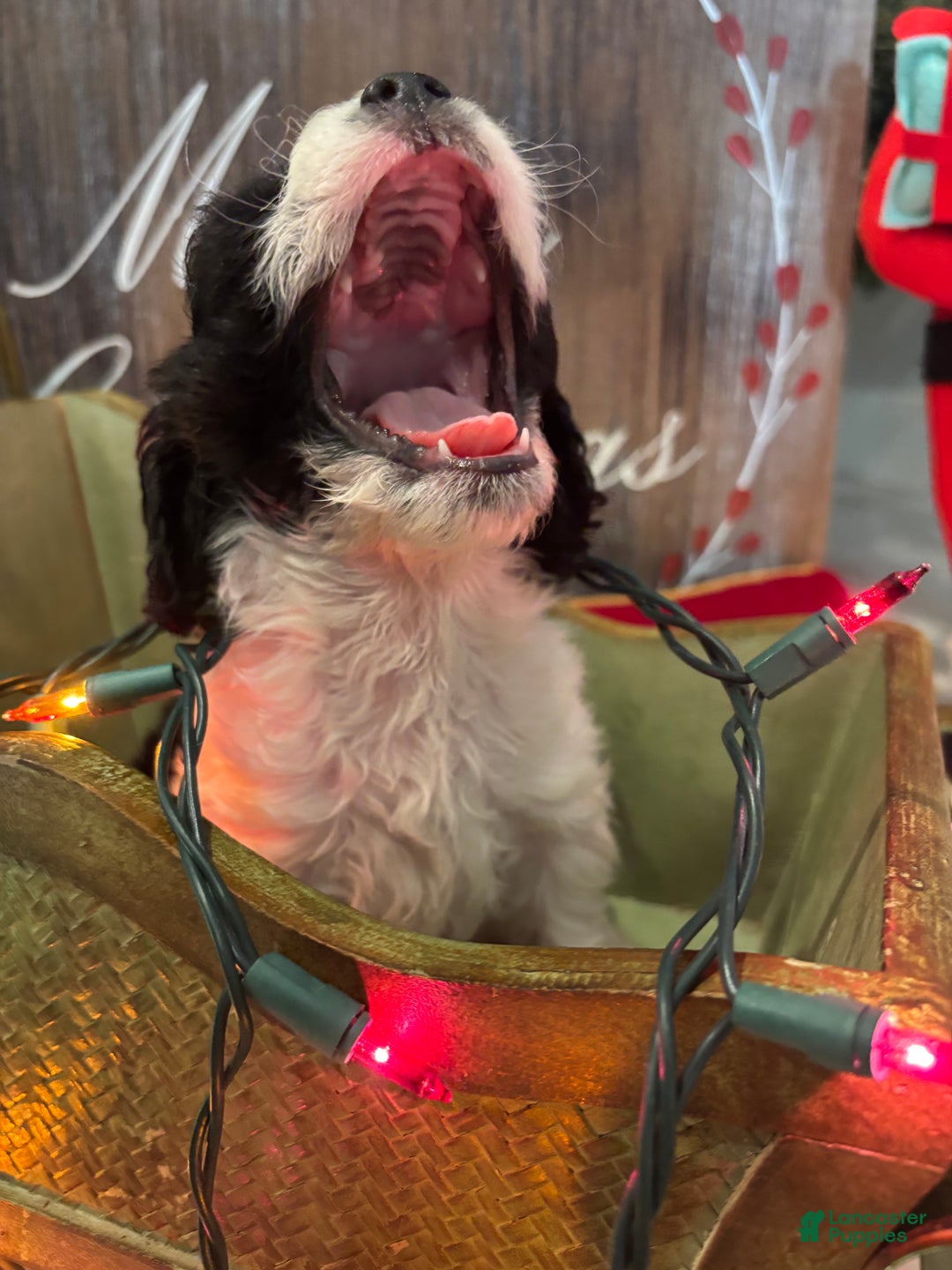 Cockapoo dogs for sale: Cockapoo Puppy 3 - Ad 4