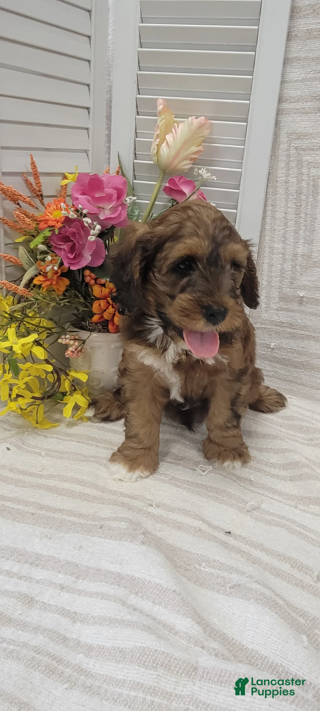 Cockapoo dogs for sale: Sylvester  - Ad 7