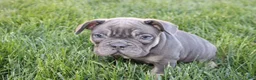 French Bulldog dogs for sale: Lana - Ad 3