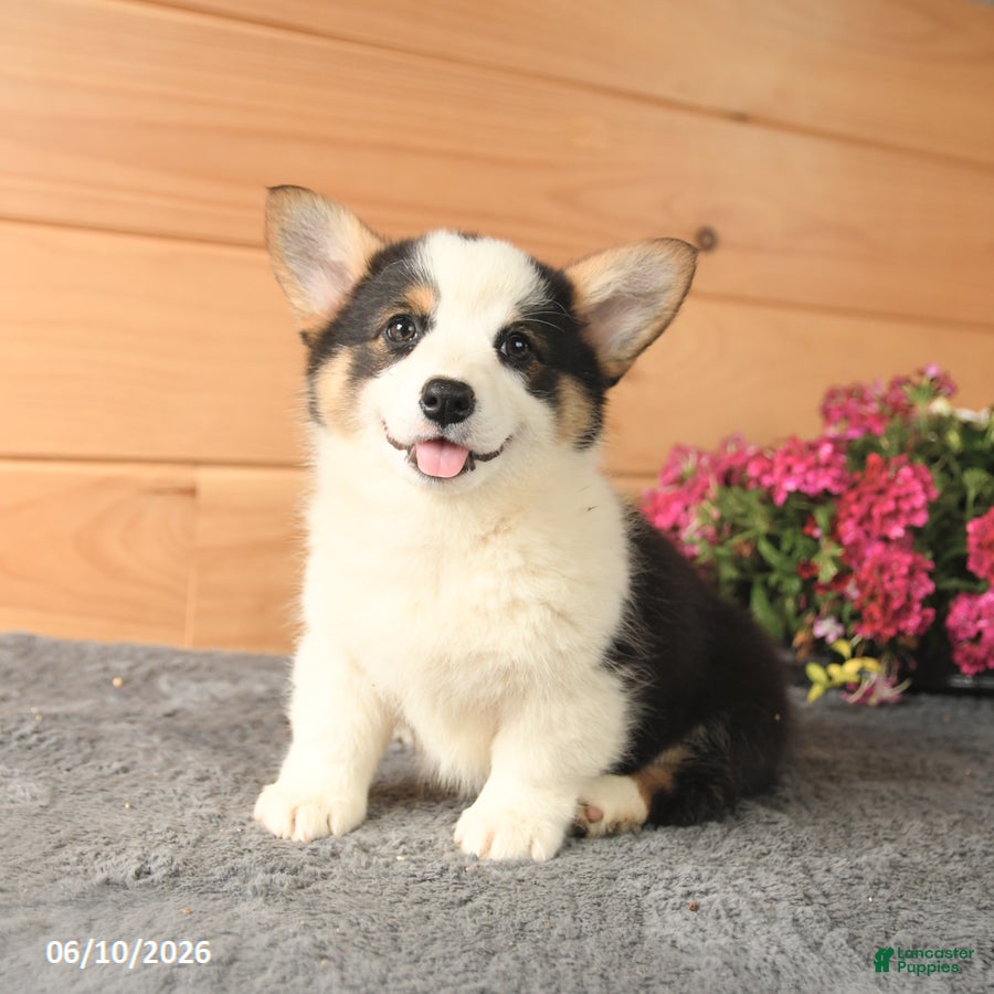 Welsh Corgi Pembroke dogs Opal - Ad 1