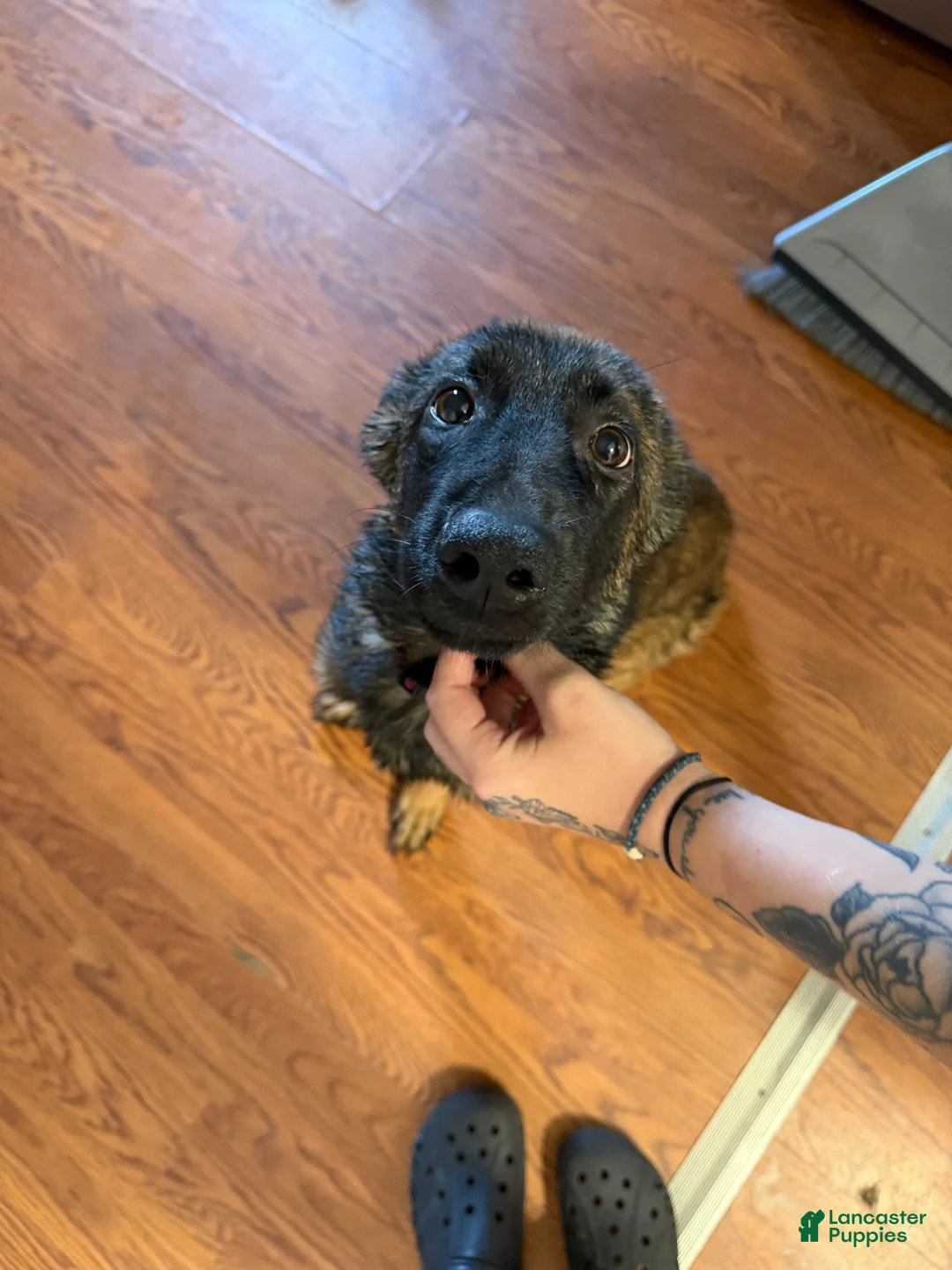 Mixed Breed dogs for sale: Zara - Ad 2