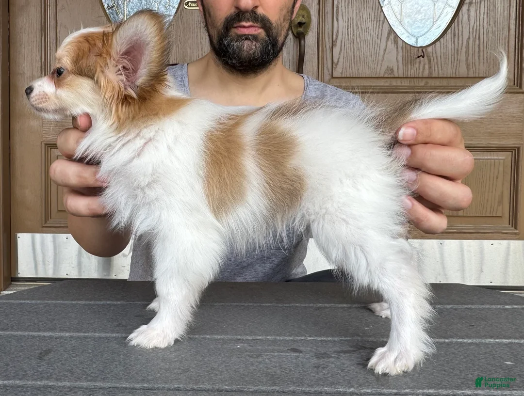 Nerf Papillon for sale in Youngstown | Lancaster Puppies